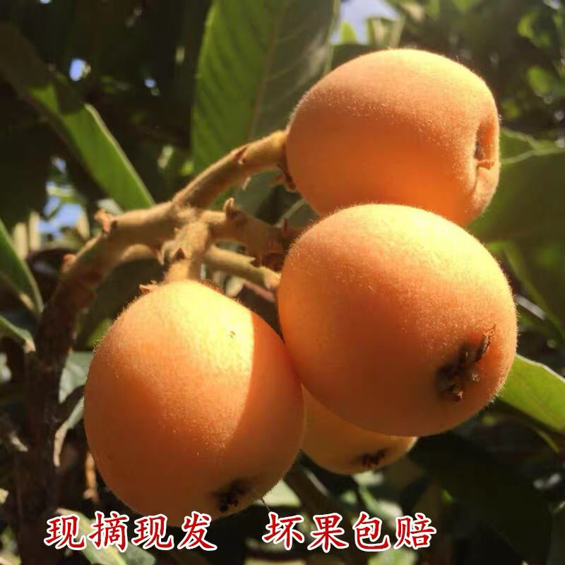 五星枇杷苗，基地直发，货源充足，可实地看货签订合同