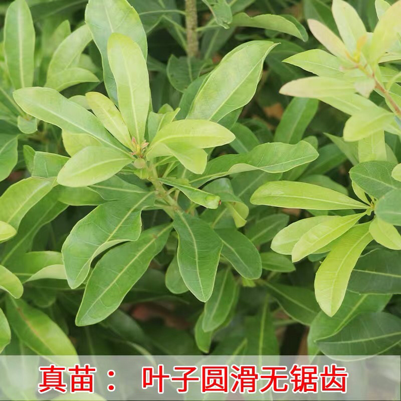 嫁接东魁杨梅苗，基地直发，货源充足，可实地看货签订合同