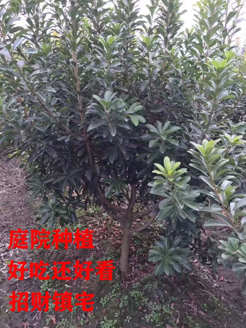 嫁接东魁杨梅苗，基地直发，货源充足，可实地看货签订合同