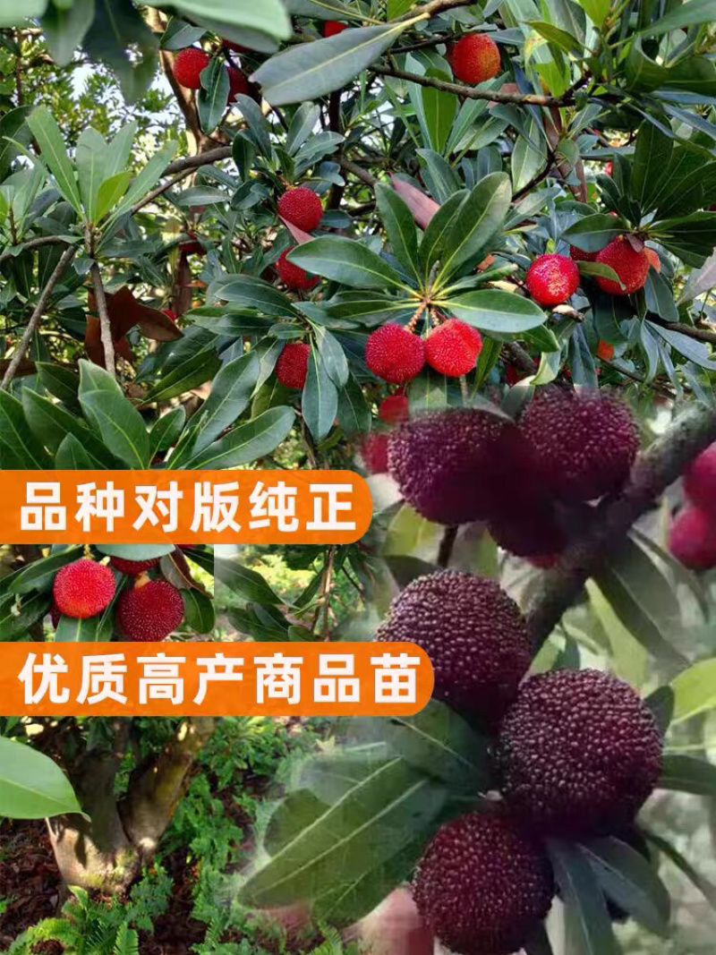 嫁接东魁杨梅苗，基地直发，货源充足，可实地看货签订合同
