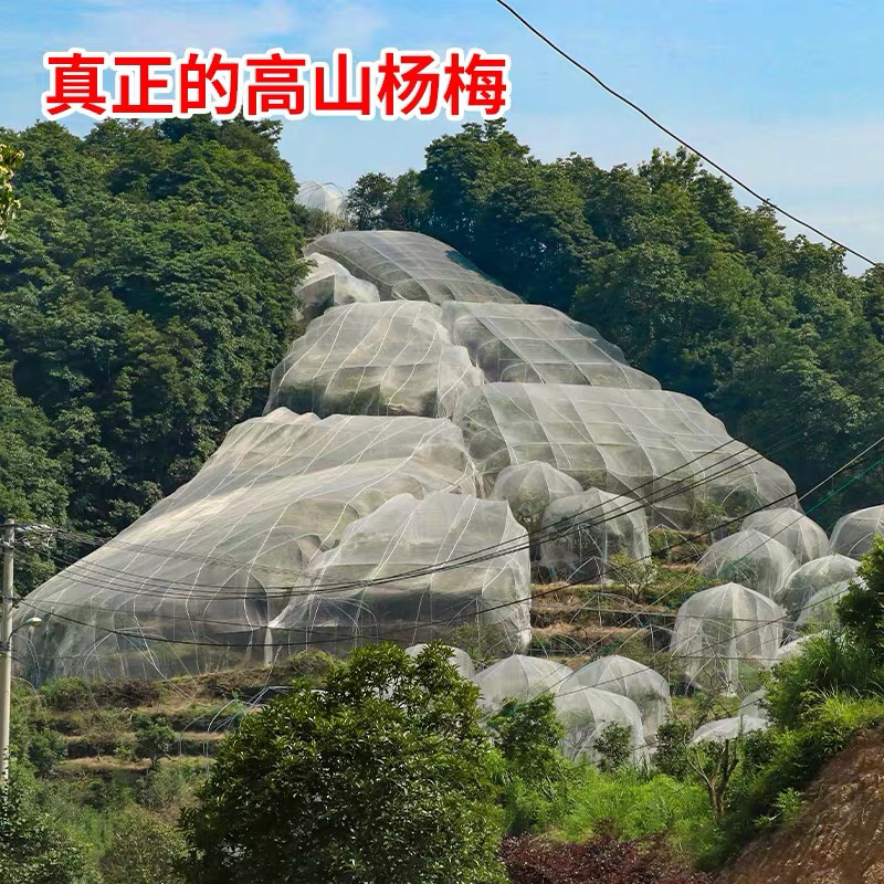 嫁接东魁杨梅苗，基地直发，货源充足，可实地看货签订合同