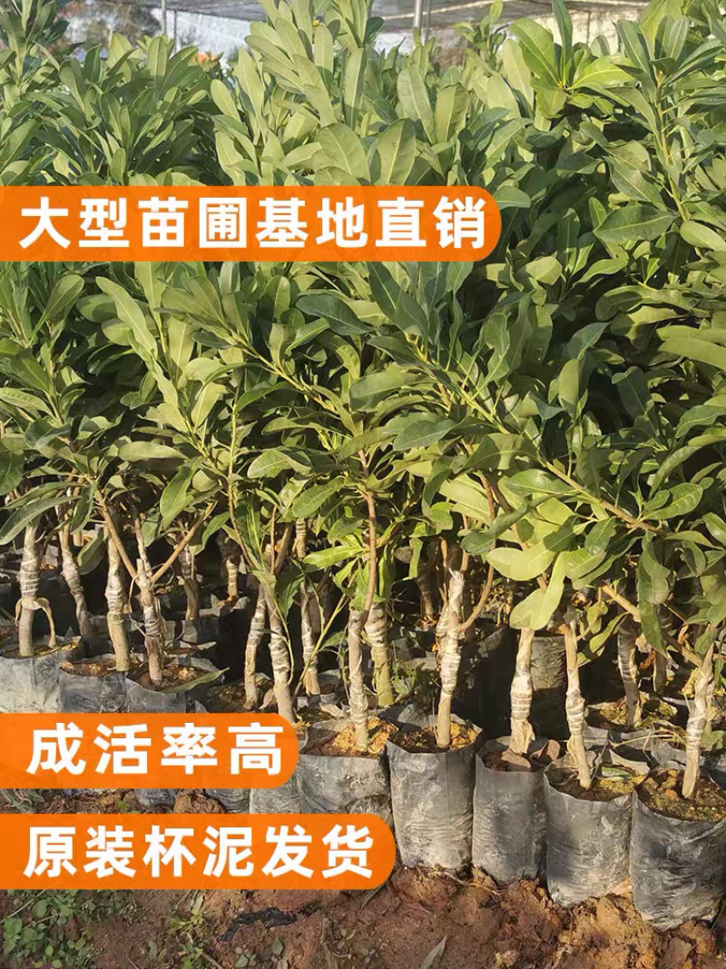 嫁接东魁杨梅苗，基地直发，货源充足，可实地看货签订合同