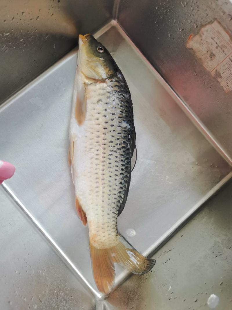 鲤鱼壳子，开肚鲤鱼，三去鲤鱼，冻板鲜货都有，活鱼宰杀