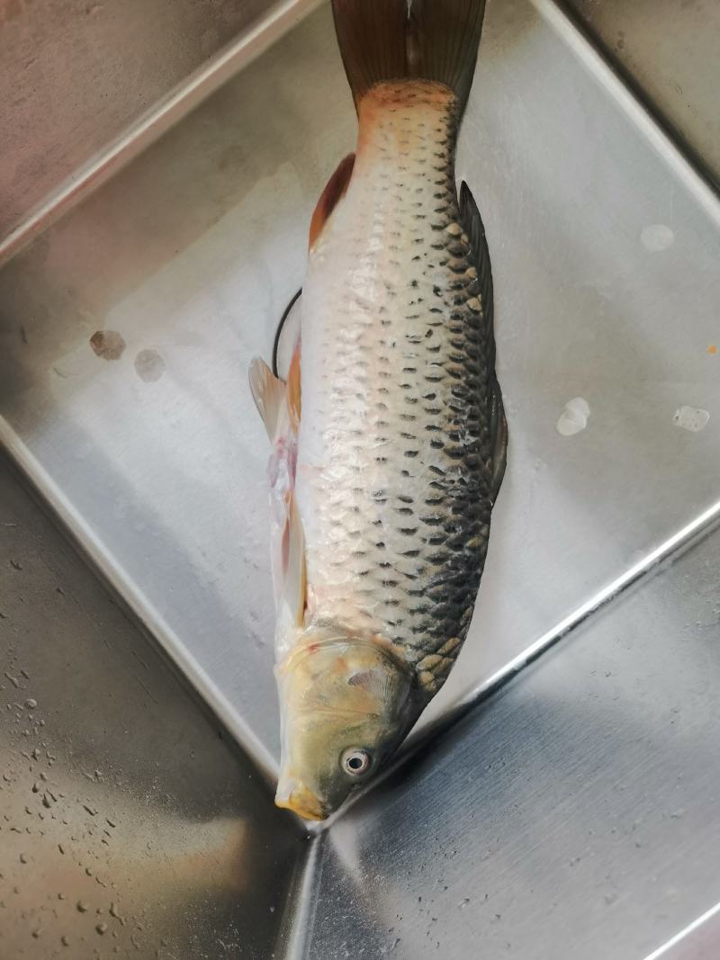 鲤鱼壳子，开肚鲤鱼，三去鲤鱼，冻板鲜货都有，活鱼宰杀