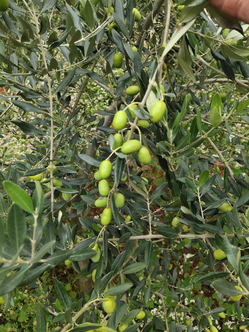 油橄榄鲜果及各种农副产品