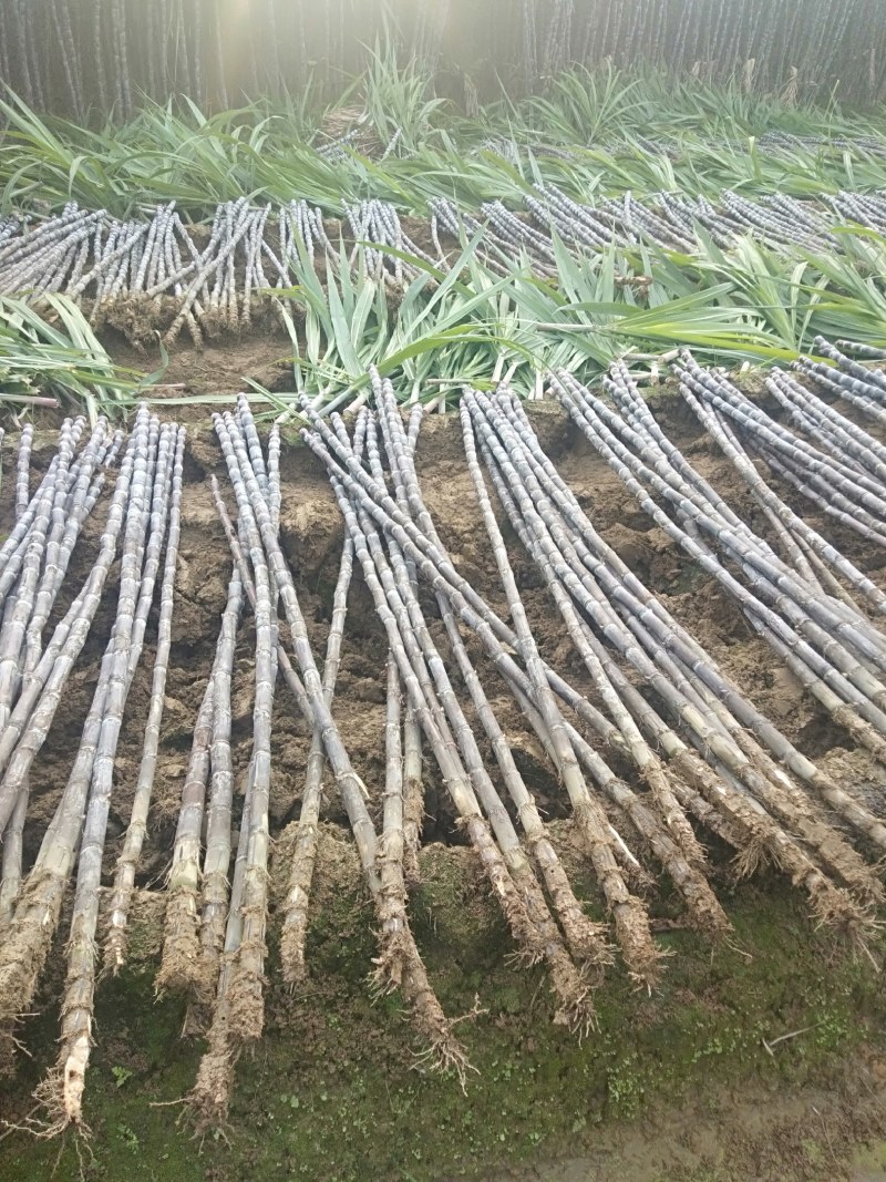 广西黑皮甘蔗果蔗3~4cm2~2.5米4-6斤