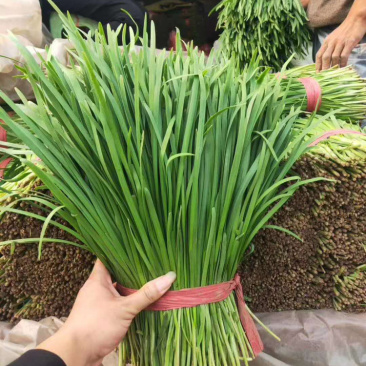 唐山大叶韭菜高品质高质量万亩，优质生产基地