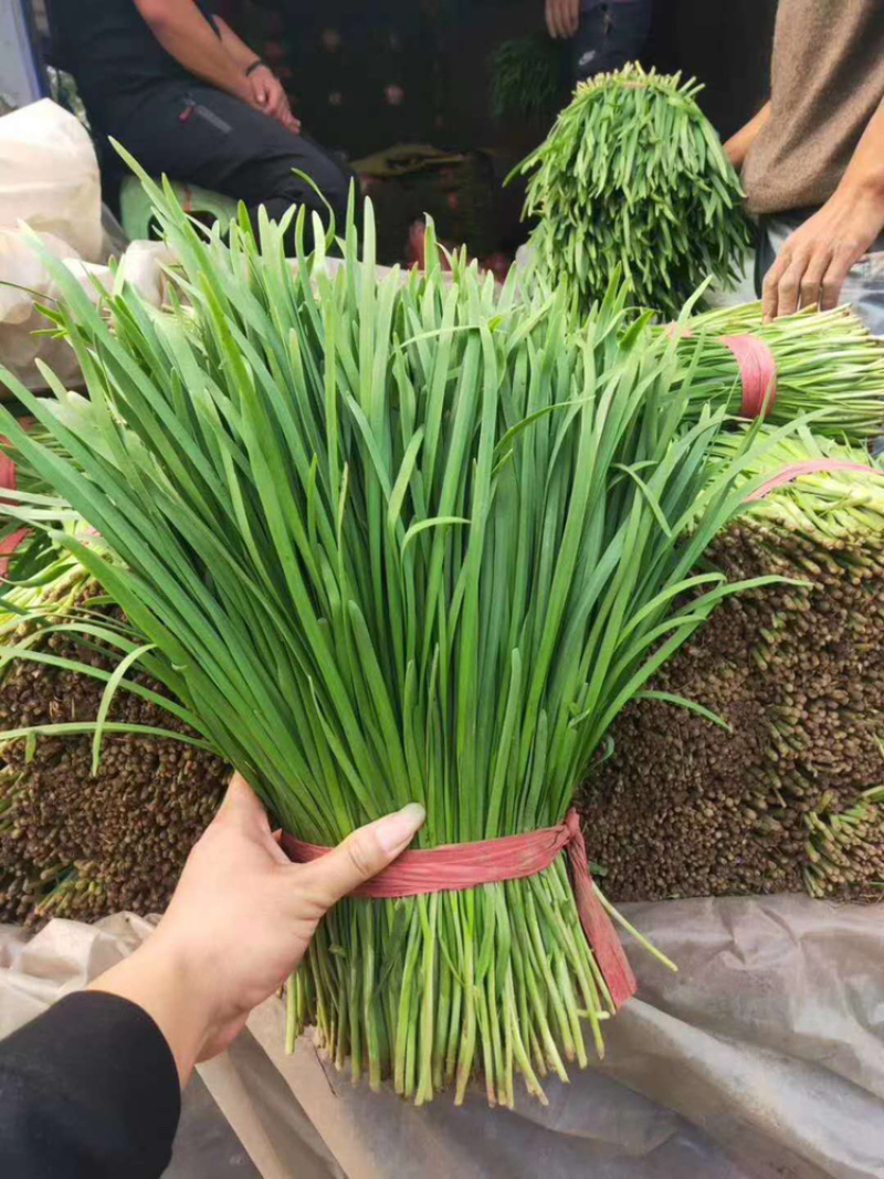 唐山大叶韭菜高品质高质量万亩，优质生产基地