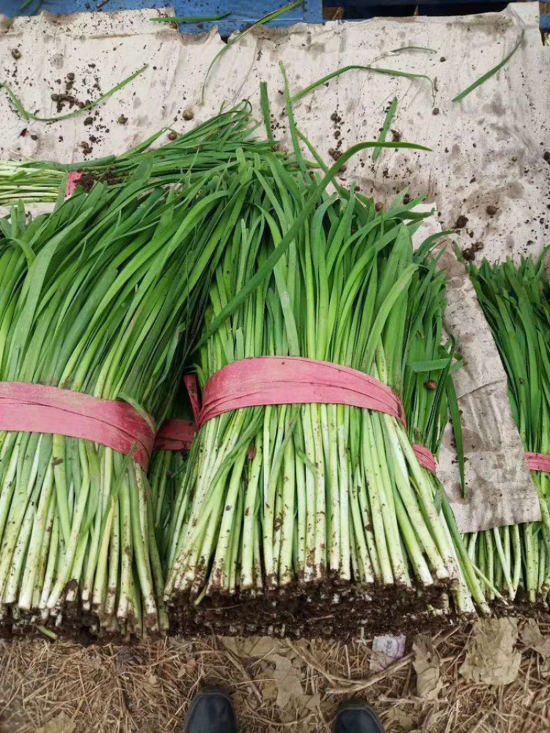 唐山大叶韭菜高品质高质量万亩，优质生产基地