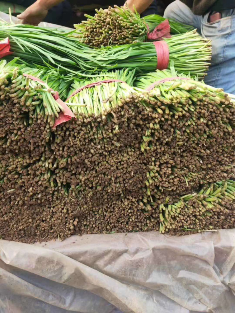 唐山大叶韭菜高品质高质量万亩，优质生产基地