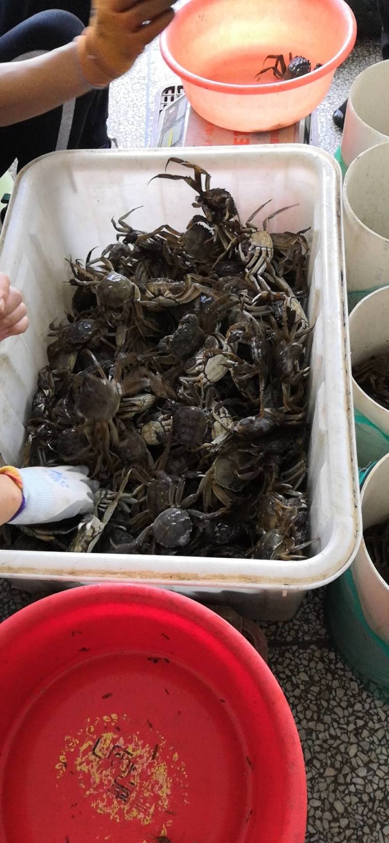 满黄满膏洪湖清水大闸蟹提前预订