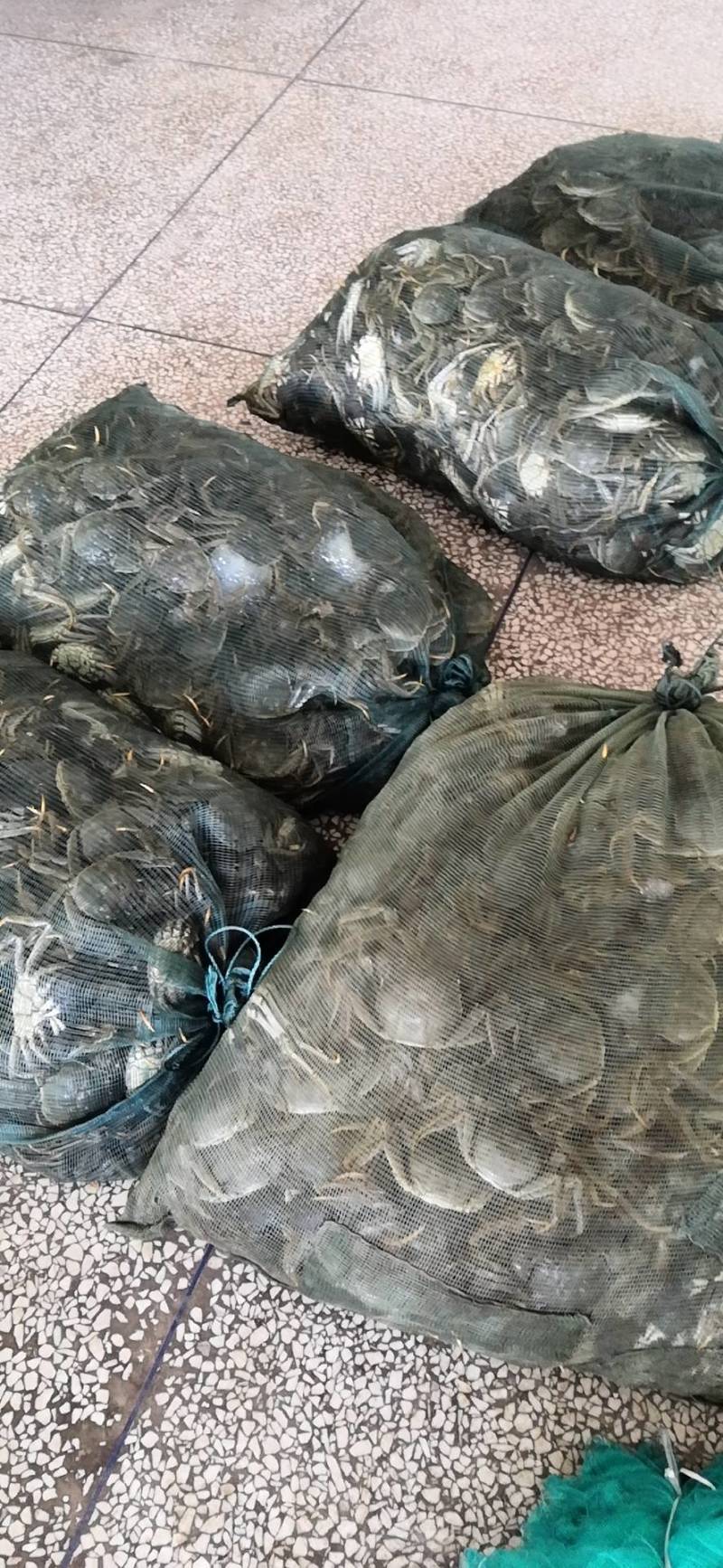 满黄满膏洪湖清水大闸蟹提前预订