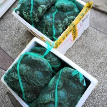 满黄满膏洪湖清水大闸蟹提前预订