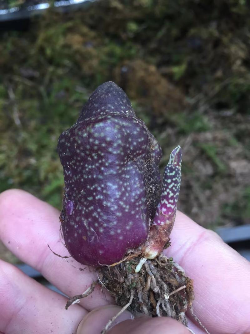 稀有紫花独蒜兰，大量批发走量
