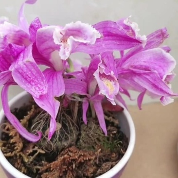 稀有紫花独蒜兰，大量批发走量