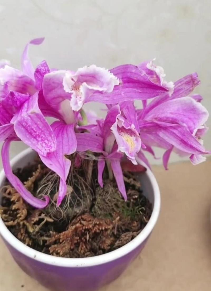 稀有紫花独蒜兰，大量批发走量
