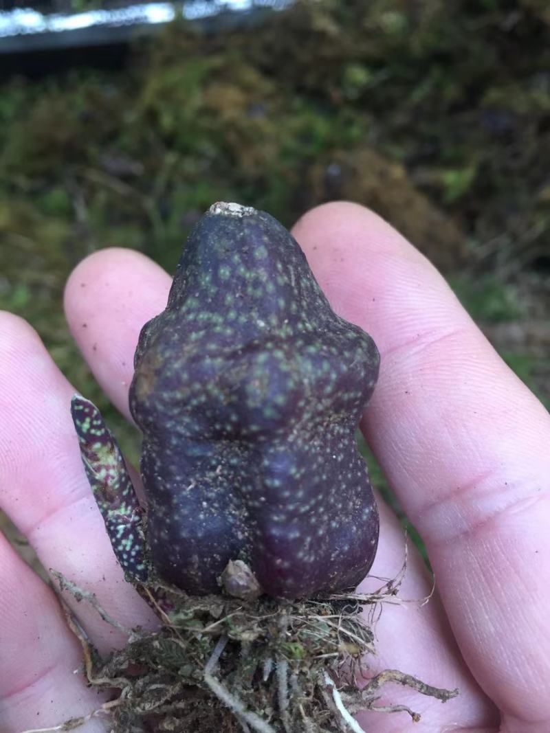 稀有紫花独蒜兰，大量批发走量