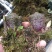 稀有紫花独蒜兰，大量批发走量