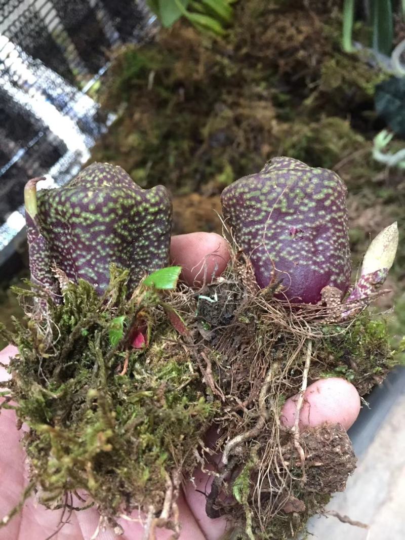 稀有紫花独蒜兰，大量批发走量