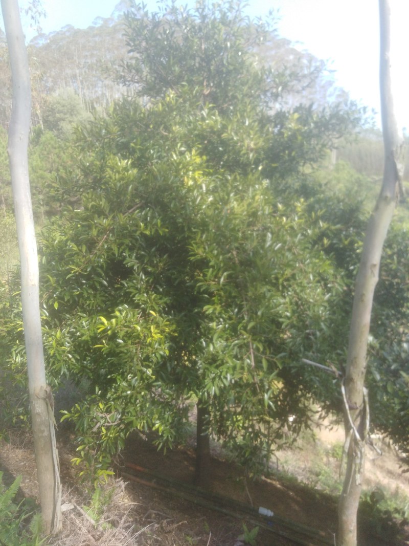岭南山竹又是风景树最好是院子里种几棵不但美景又有果子吃