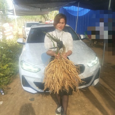 广西红花百部苗，白花百部苗，种子苗，5个薯起，货源充足