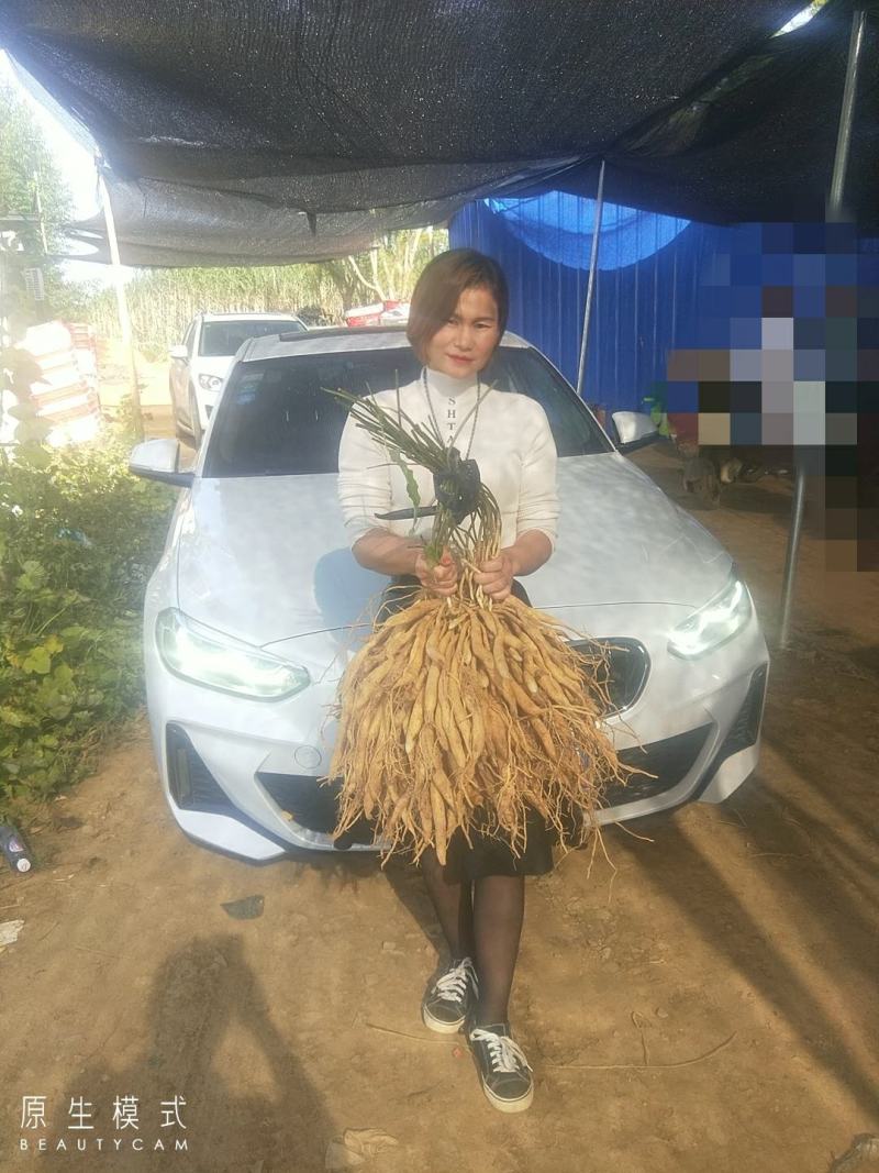 广西红花百部苗，白花百部苗，种子苗，5个薯起，货源充足