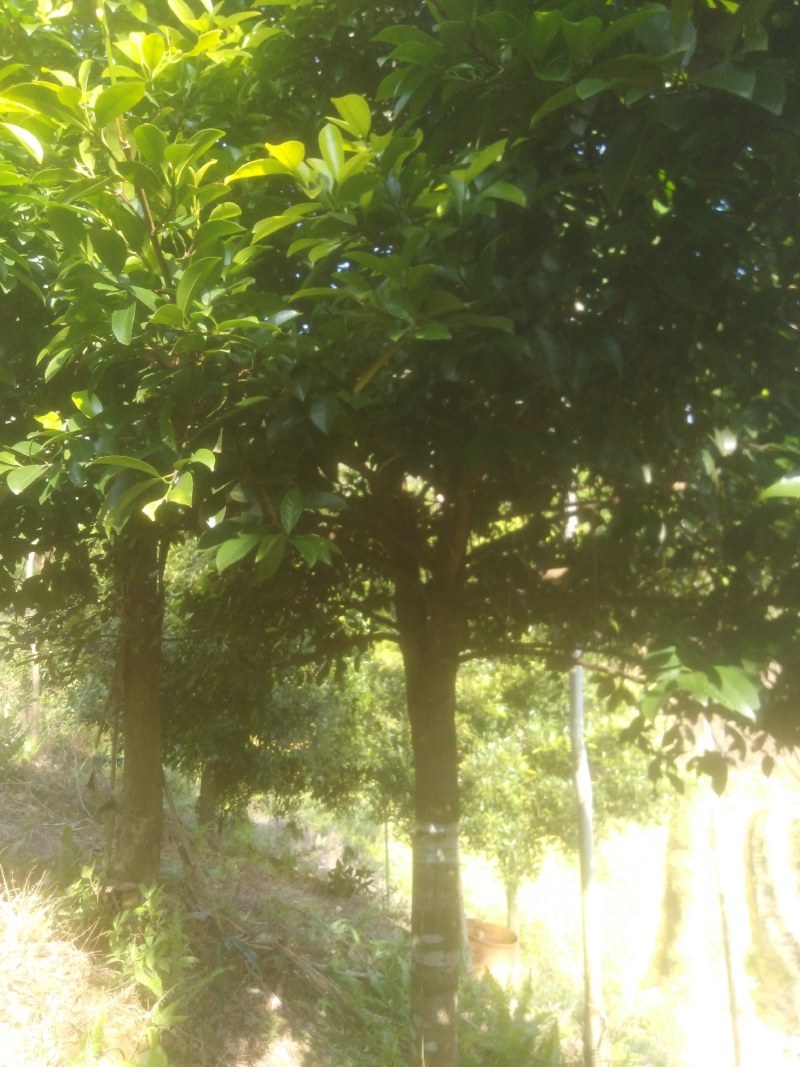岭南山竹又是风景树最好是院子里种几棵不但美景又有果子吃