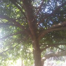 岭南山竹又是风景树最好是院子里种几棵不但美景又有果子吃