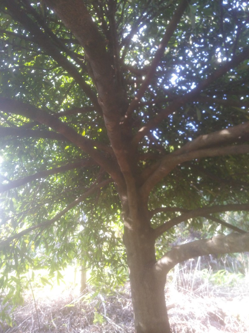 岭南山竹又是风景树最好是院子里种几棵不但美景又有果子吃