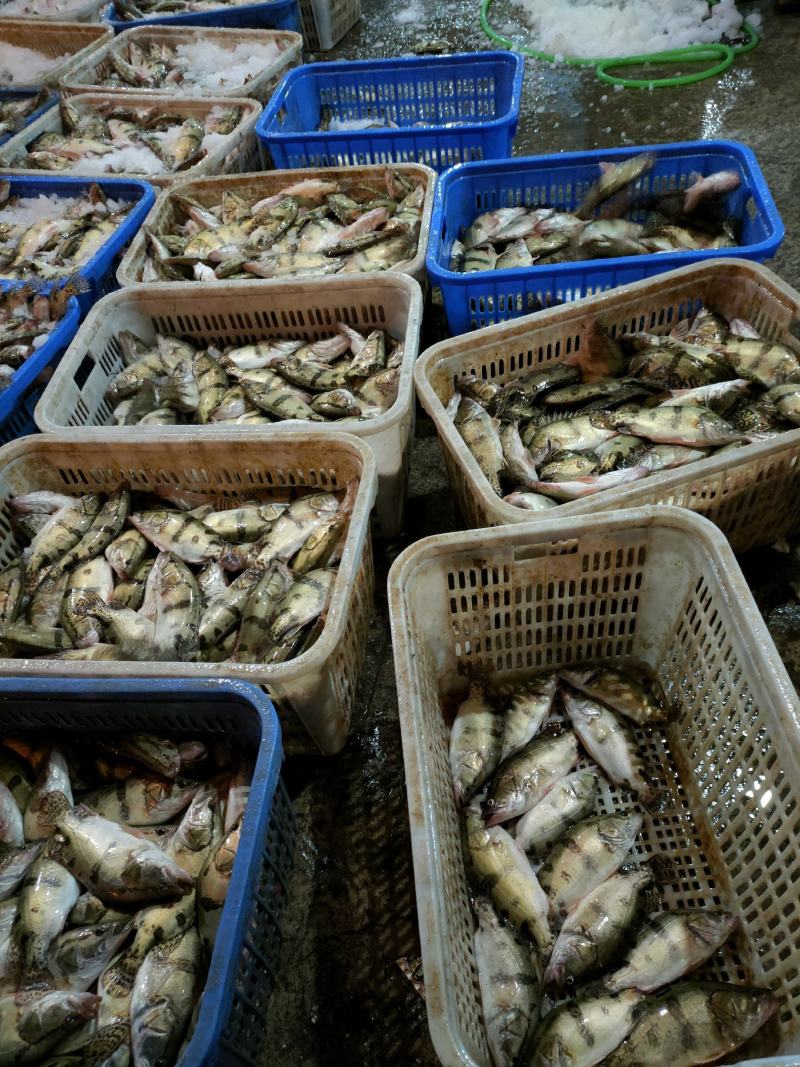 广东佛山大量桂鱼（鳜鱼），一手供应商，可打鲜货包发货