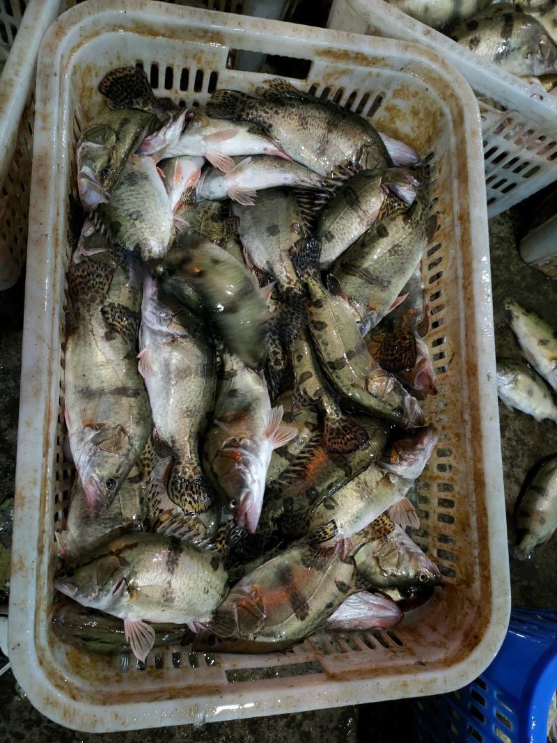 广东佛山大量桂鱼（鳜鱼），一手供应商，可打鲜货包发货
