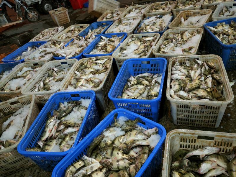 广东佛山大量桂鱼（鳜鱼），一手供应商，可打鲜货包发货