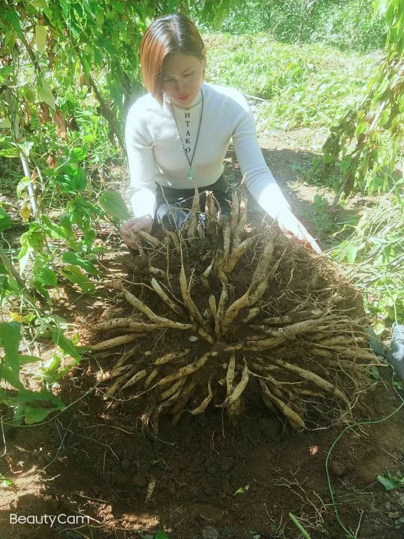 广西红花，白花百部苗，5个薯以上，基地直供，货源充足