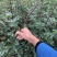 无刺花椒苗,无刺伏椒,当年挂果,签质保合同,产量高