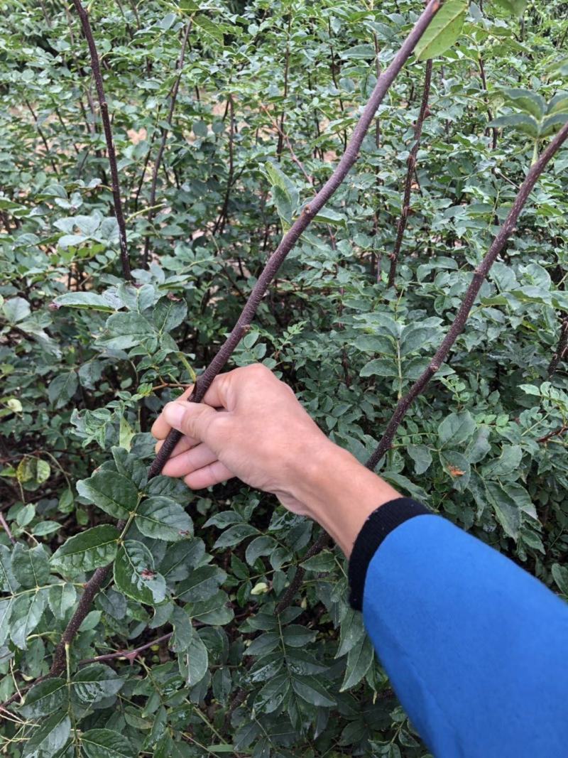 无刺花椒苗，无刺伏椒，当年挂果，签质保合同，产量高