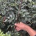 无刺花椒苗,无刺伏椒,当年挂果,签质保合同,产量高