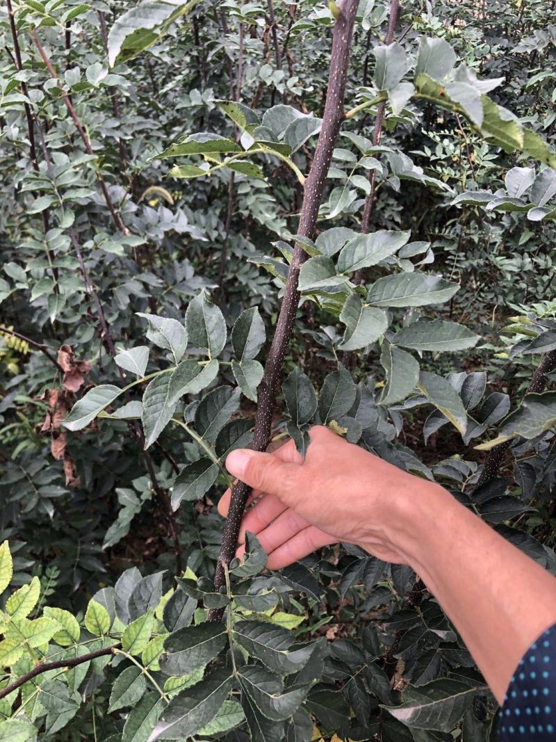 无刺花椒苗，无刺伏椒，当年挂果，签质保合同，产量高
