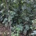 无刺花椒苗,无刺伏椒,当年挂果,签质保合同,产量高