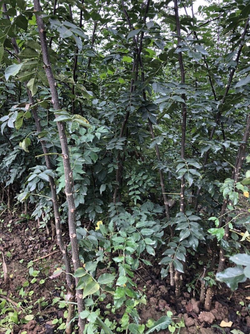 无刺花椒苗，无刺伏椒，当年挂果，签质保合同，产量高