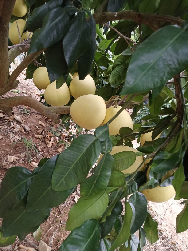 福建红心柚，口感甜嫩，皮薄，肉红，一手货源，发往全国各地