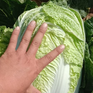 黄心大白菜大量上市中