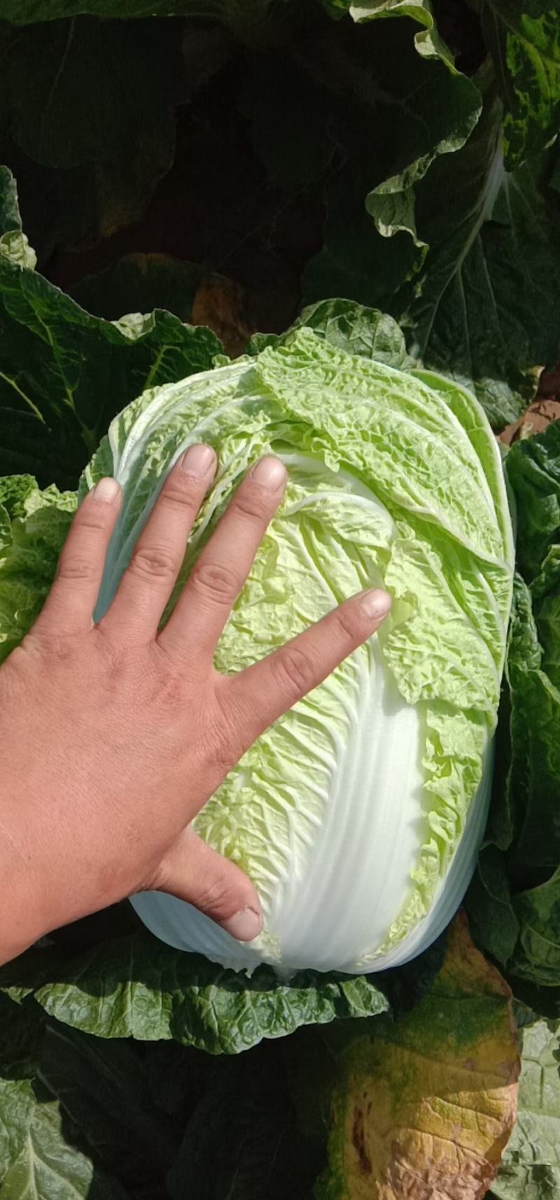 黄心大白菜大量上市中
