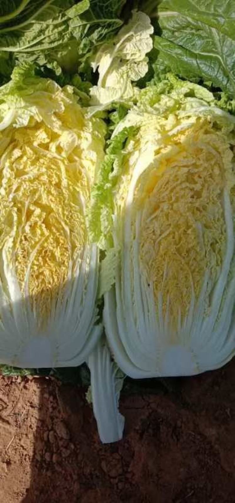黄心大白菜大量上市中