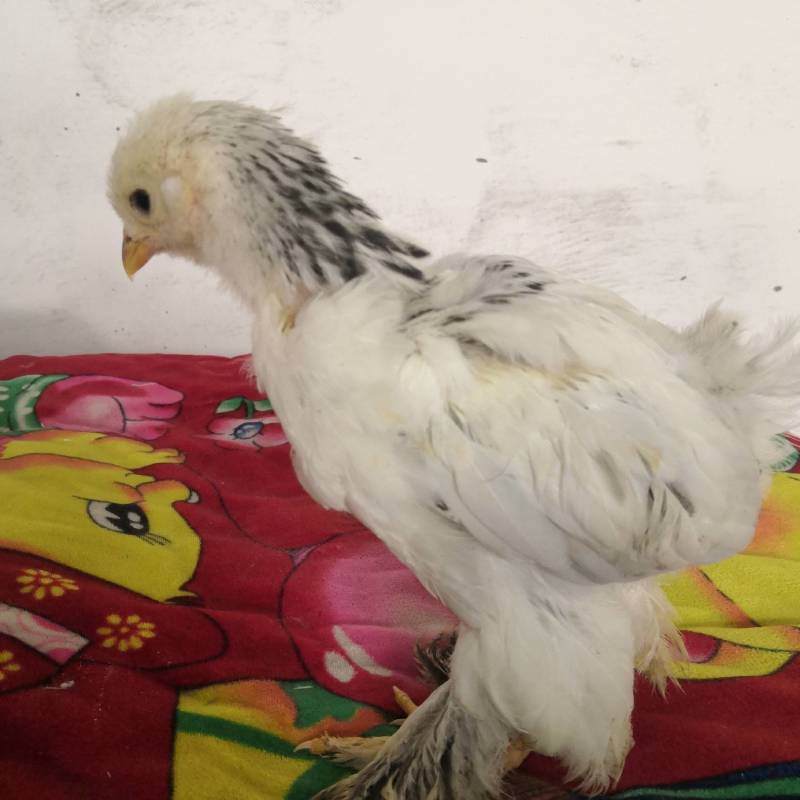 家禽饲养观赏鸡养殖