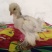 家禽饲养观赏鸡养殖