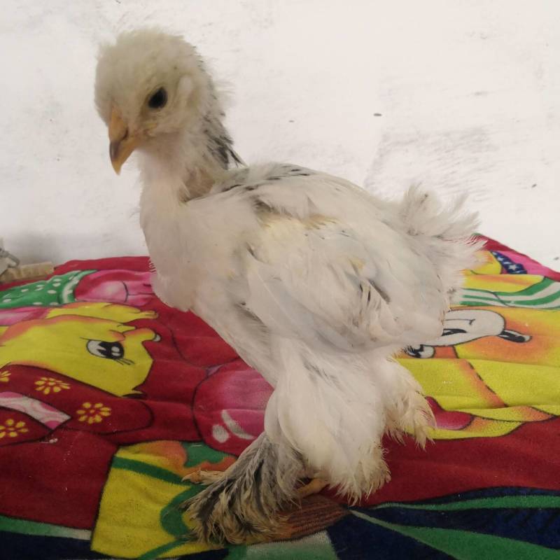 家禽饲养观赏鸡养殖