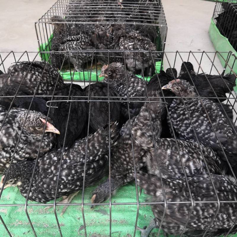 家禽饲养观赏鸡养殖