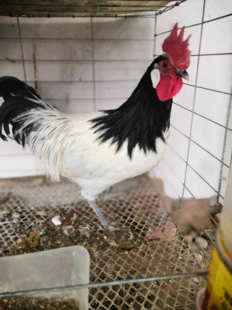 家禽饲养观赏鸡养殖