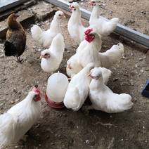 家禽饲养观赏鸡养殖