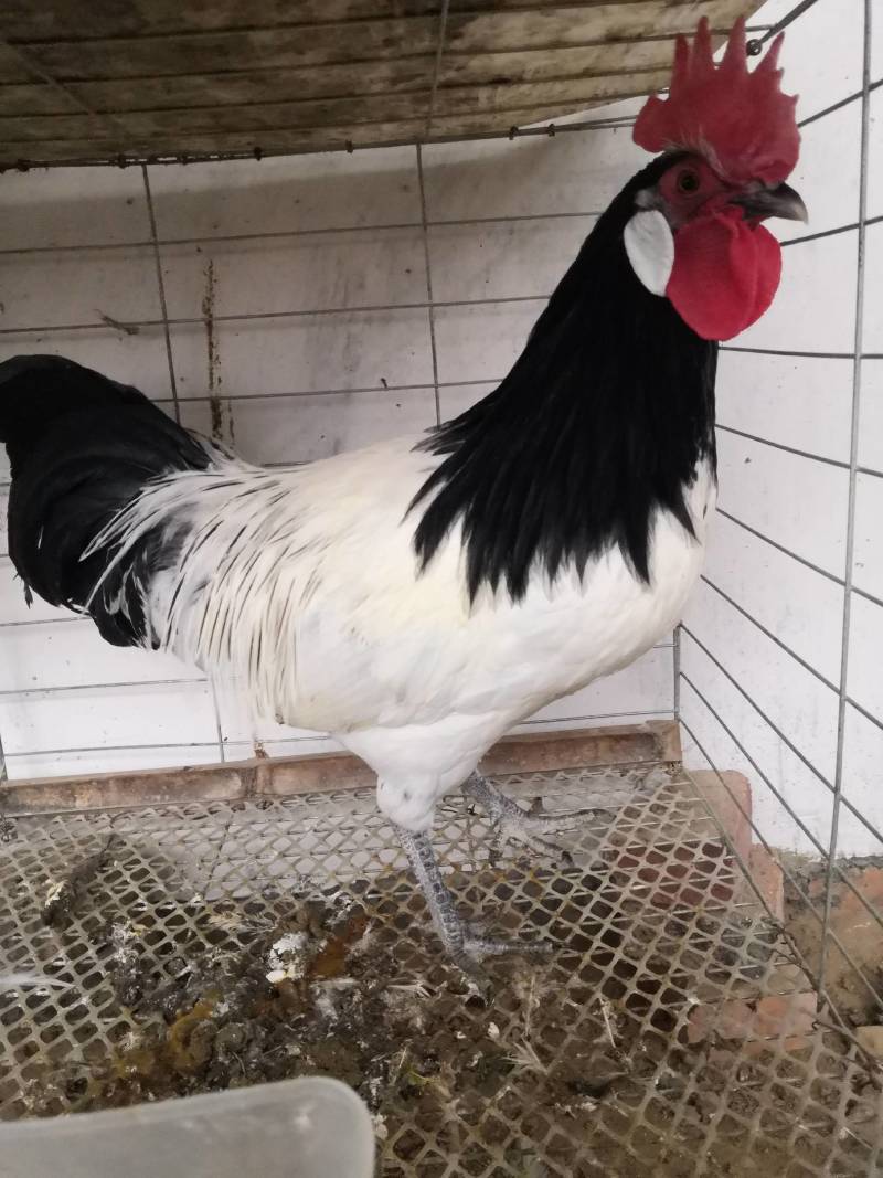 家禽饲养观赏鸡养殖
